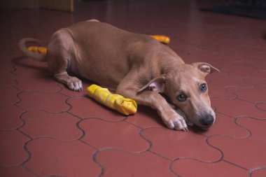 Mutlu bir köpek yavrusu yerde yatar çiğ deri kemiklerini kemirir..