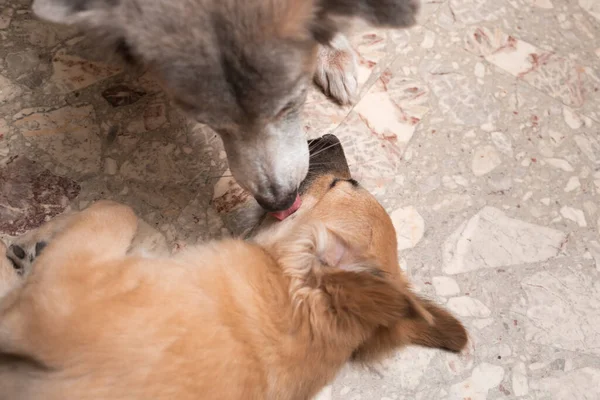 Een Oudere Teef Likt Verzorgt Een Jonge Pup Die Grond — Stockfoto