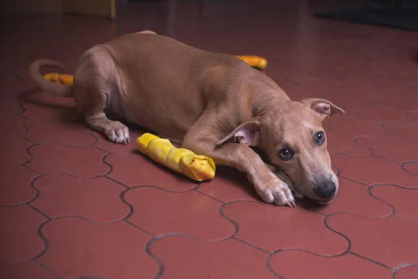Happy Puppy Lies Floor Munching Raw Hide Bones — Stock Photo, Image