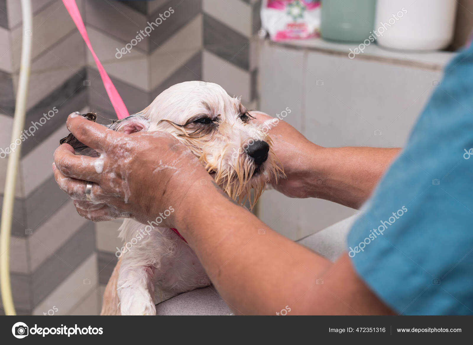 Inland Empire Maltipoo Puppies For Sale Craigslist Shih Tzu