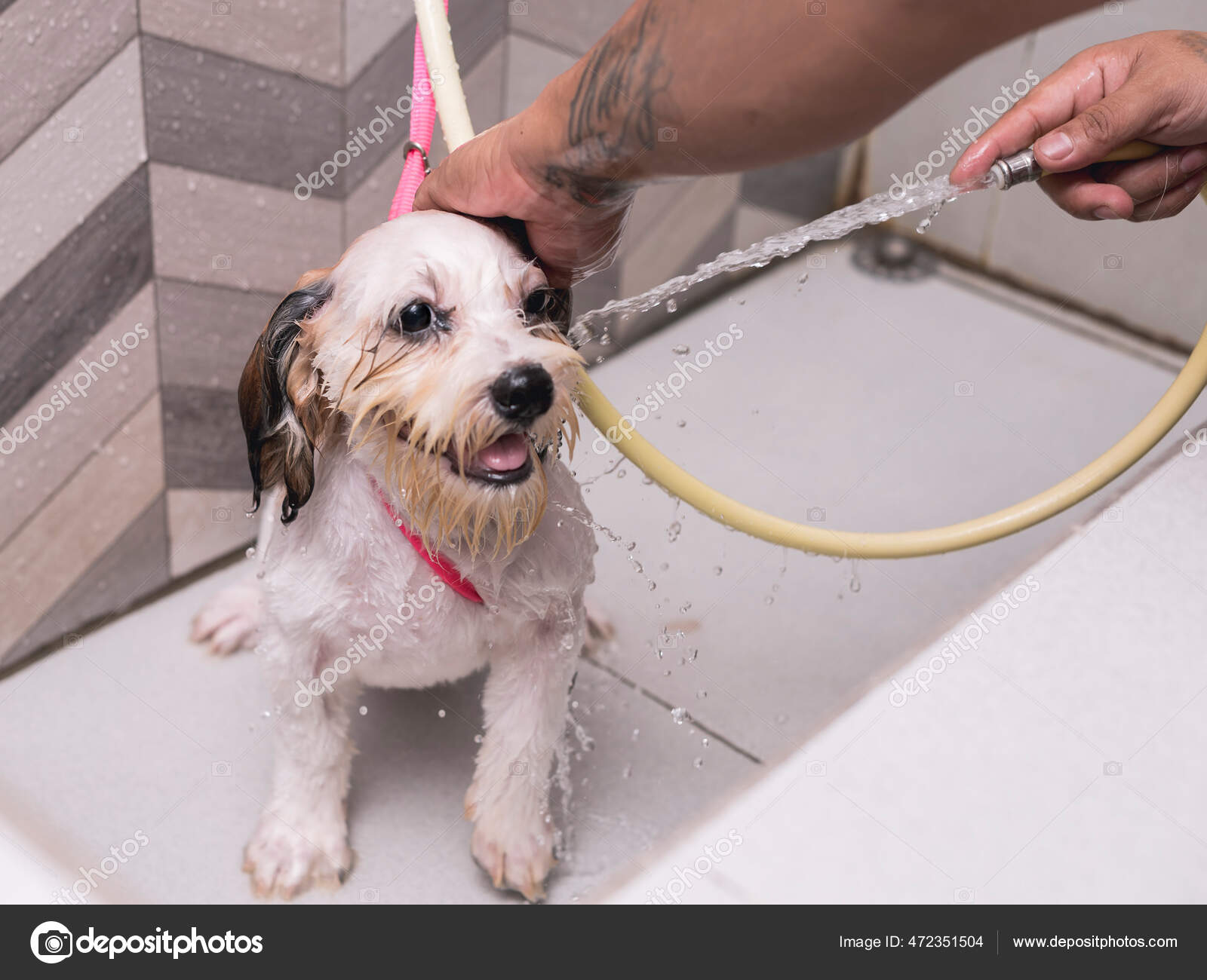 Cool dog cheap grooming