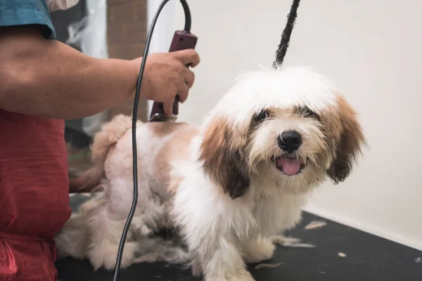 A pet groomer uses a hair clipper to trim the fur of a young Lhasa Apso puppy. Getting a haircut at a dog grooming salon.