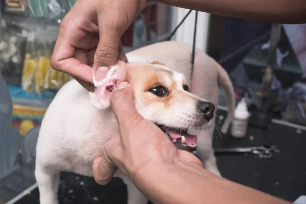 ペットのグルーマーは 小さな混合品種の犬の耳を綿の芽できれいにします 犬のサロンで — ストック写真