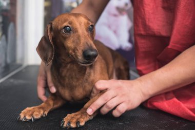 Bir hayvan bakıcısı ya da veteriner, tedirgin kahverengi bir dachshund 'a klinikte ya da köpek salonunda güvence verir..