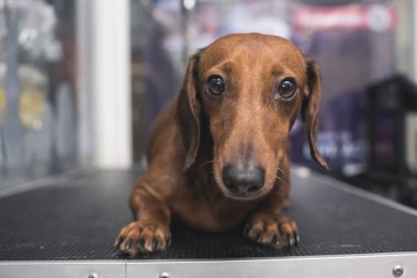İlginç ama huzursuz bir kahverengi dachshund kulak temizleme seansından önce bir evcil hayvan bakım masasında yatar..