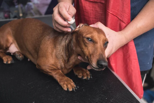 A pet groomer gently cleans a brown dachshund's ears with cotton balls soaked with ear cleaner while lying on a table. At a vet clinic or dog salon.
