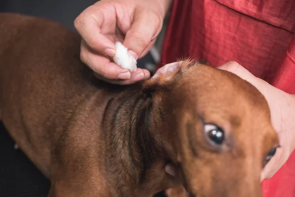 A pet groomer gently cleans a brown dachshund\'sears with cotton balls soaked with an ear cleaner. At a vet clinic or dog salon.