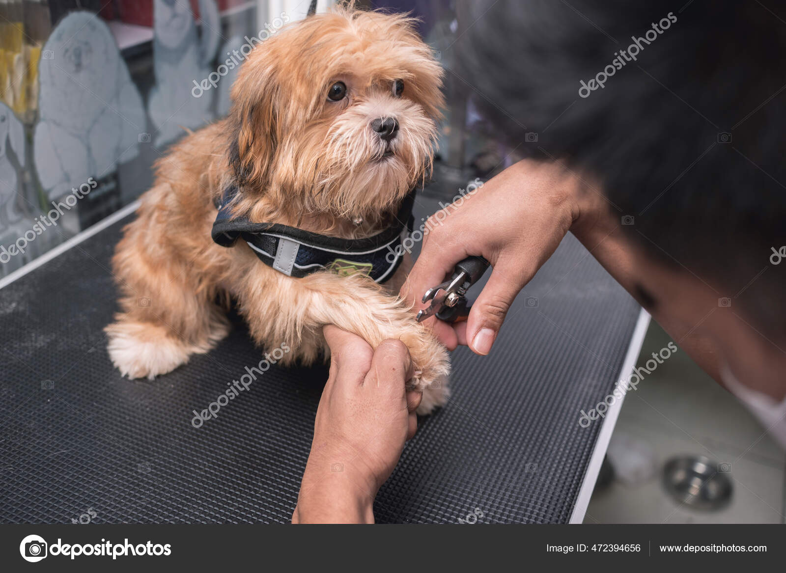 Can You Declaw A Dog