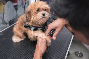 Bir evcil hayvan tımarcısı genç bir Lhasa Apso 'nun pençesinde pense stili tırnak makası kullanır. Bir köpek salonunda ya da veteriner kliniğinde..