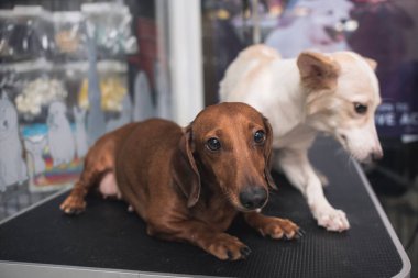 Dişi bir dachshund ve melez bir köpek evcil hayvan dükkanında masanın üzerinde yatıyor. Dükkan sahibinin ya da veteriner kliniğinin evcil hayvanları..