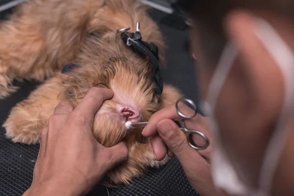 A pet groomer cleans the ear canal of a young Lhasa Apso with a cotton ball wrapped around a pair of forceps. At a dog salon or vet clinic.