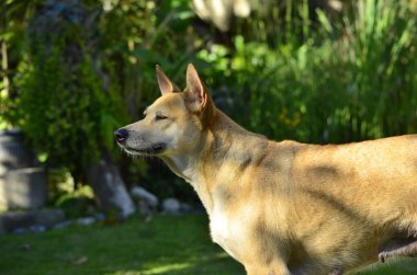 Yetişkin dişi bir çoban kuyusu, melez bir köpek, Alman çoban köpeği ile Amerikan pitbull teriyeri arasında bir geçiş.