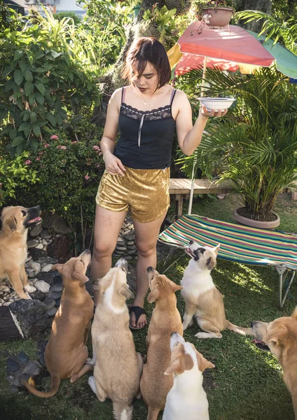 An asian lady trains a couple of puppies with some food treats as an incentive or reward. At the lawn area.