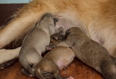 Üç yeni doğmuş yavru bir odada annelerinin memelerini emiyor. Doğumdan birkaç saat sonra..