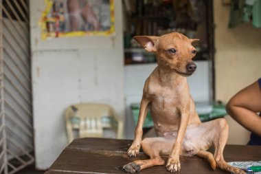 Dişi kahverengi bir chihuahua, bacaklarını bankın üstüne açmış tembel tembel oturuyor. Görünüşte komik ve garip bir poz..