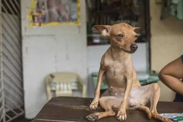 A female brown chihuahua doing a lazy sloppy sit with her legs spread on top of a bench. A seemingly funny and weird pose.