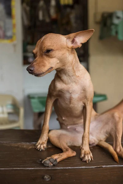 A female brown chihuahua doing a lazy sloppy sit with her legs spread on top of a bench. A seemingly funny and weird pose.