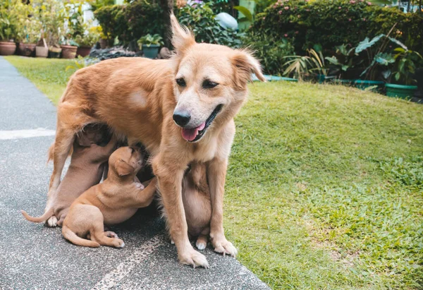 Una Obediente Madre Perra Queda Quieta Mientras Sus Hambrientos Cachorros — Foto de Stock