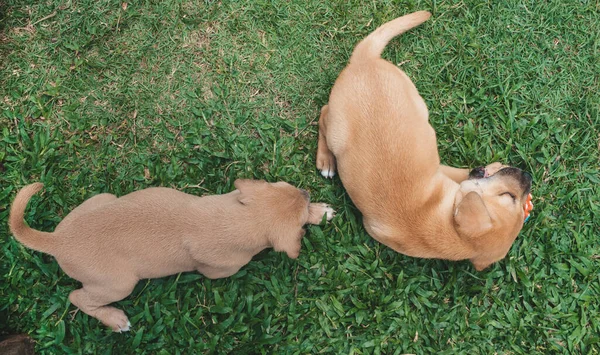 Bovenaanzicht Van Twee Pups Van Weken Oud Het Gras Met — Stockfoto