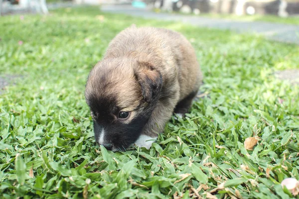 Cachorro Semanas Olfatea Hierba Descubre Nuevos Aromas Desarrollo Saludable Del —  Fotos de Stock