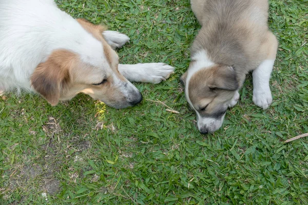 Een Moeder Dochter Hond Doen Samen Een Dutje Het Gras — Stockfoto