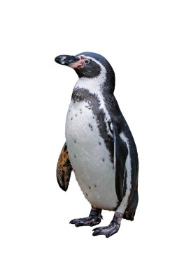 Portrait of Humboldt penguin isolated on white background, Germany clipart