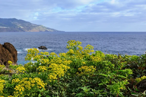 Wilde vegetatie op de oostkust van het eiland La Palma, Canarische eilanden, Spanje — Stockfoto