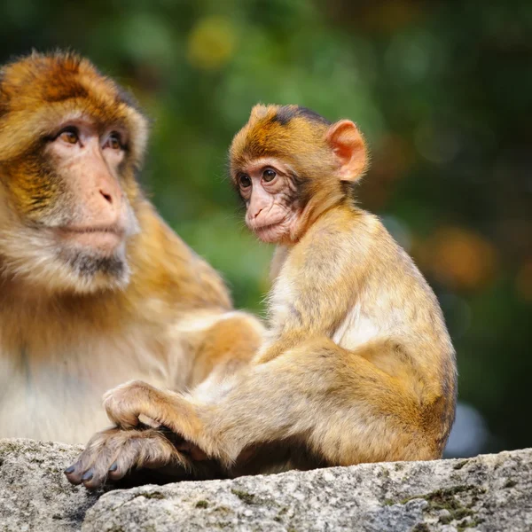 Joven macaco berberisco junto a una hembra adulta, Países Bajos —  Fotos de Stock