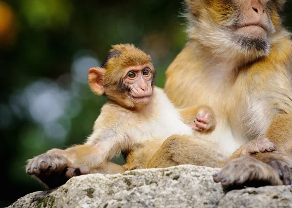 Joven macaco berberisco junto a una hembra adulta, Países Bajos —  Fotos de Stock