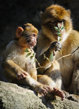 Young Barbary macaque next to an adult female, Netherlands clipart
