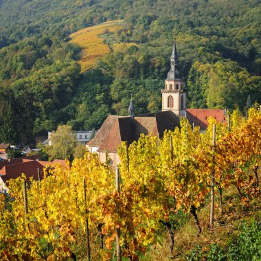 Sonbaharda, Alsace Andlau civarında üzüm sarı, 