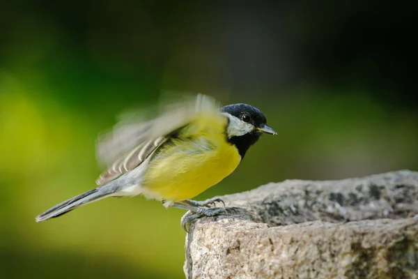 Adult great tit flew on a bird feeder — Stock Photo, Image