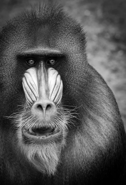 Siyah beyaz portre yetişkin erkek Mandrill'di — Stok fotoğraf