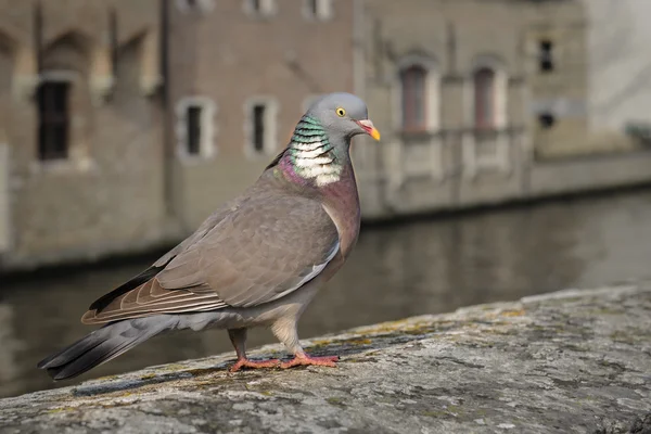 Retrato de una paloma adulta de madera común (Columba palumbus), Bélgica — Foto de Stock