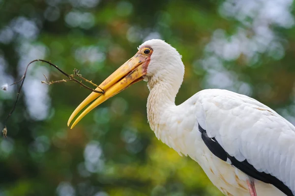 Adult Yellow-billed stork (Mycteria ibis) builds a nest — Stock Photo, Image