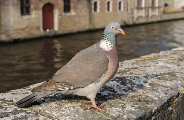 Portrét dospělý holub hřivnáč (Columba palumbus), Belgie — Stock fotografie
