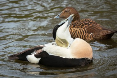 Kur yapma ortak Eider yetişkin erkek çiftleşme mevsiminde, Hollanda