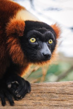 Portrait of an adult red ruffed lemur , The Netherland clipart