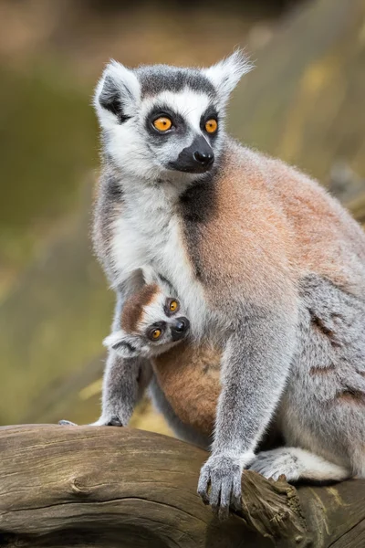 Retrato da fêmea adulta lemur katta (Lemur catta) com filhote — Fotografia de Stock