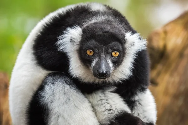 Retrato de lémur rufo blanco y negro — Foto de Stock