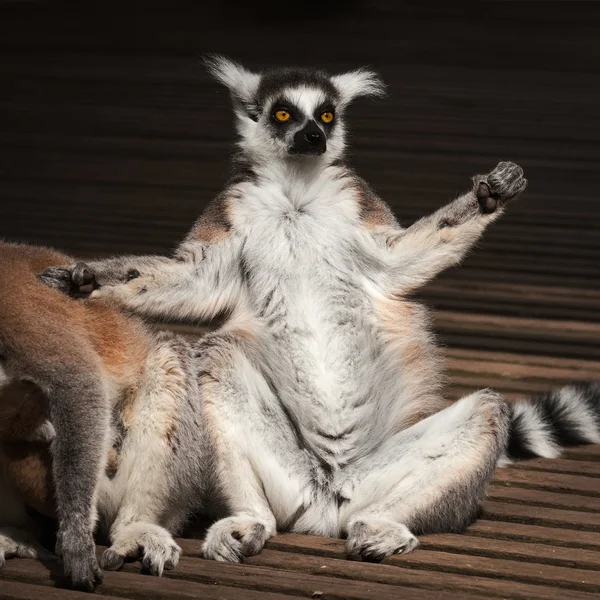 Tomar el sol adulto lemur katta, Países Bajos — Foto de Stock