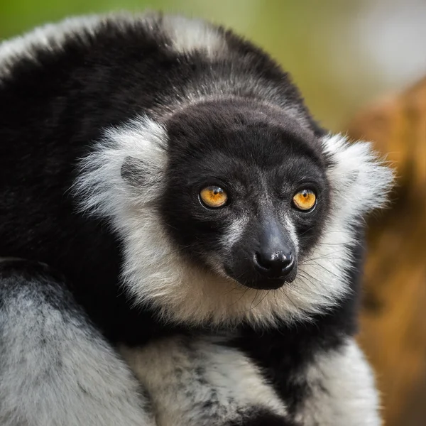 Retrato de lémur rufo blanco y negro — Foto de Stock