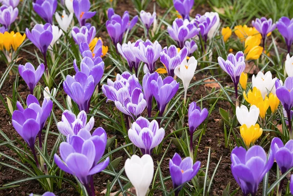 Färsk och färgglada våren krokus, Nederländerna — Stockfoto