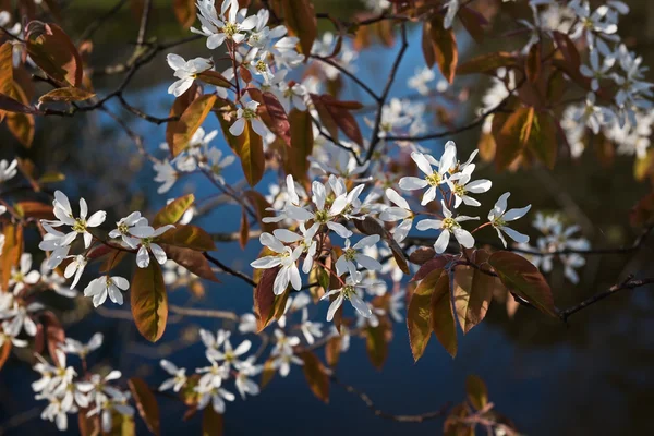 Saskatoon Bloom, Hollanda
