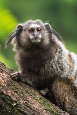 Portre bir yetişkin siyah-tuffedmarmoset, Hollanda
