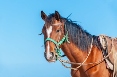 Eyerlenmiş Bay Barb atı portresi.
