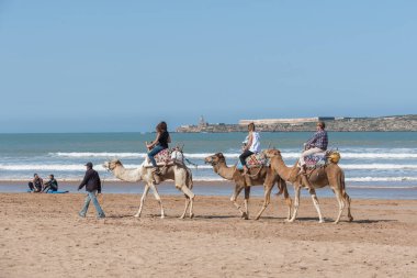 ESSAOUIRA / MOROCCO - 12 Mart 2014: Okyanus boyunca bir grup turist deve gezisi