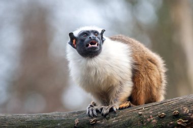 Portrait of an adult Pied Tamarin on the tree clipart