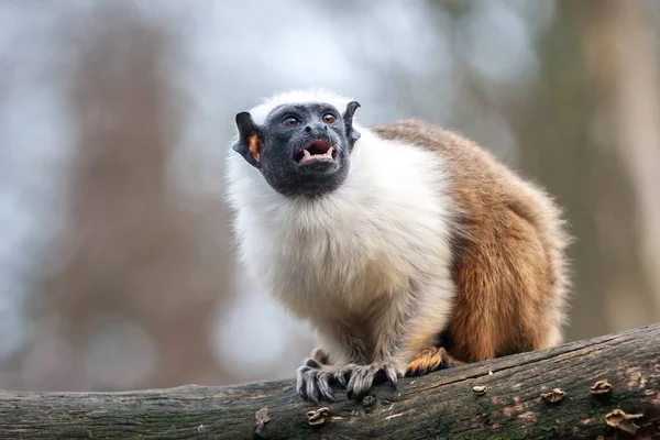 Ağaçtaki Yetişkin Pied Tamarin Portresi — Stok fotoğraf