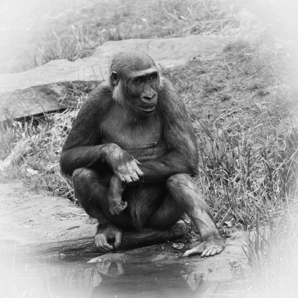 Svart Och Vitt Porträtt Vuxen Kvinnlig Gorilla — Stockfoto